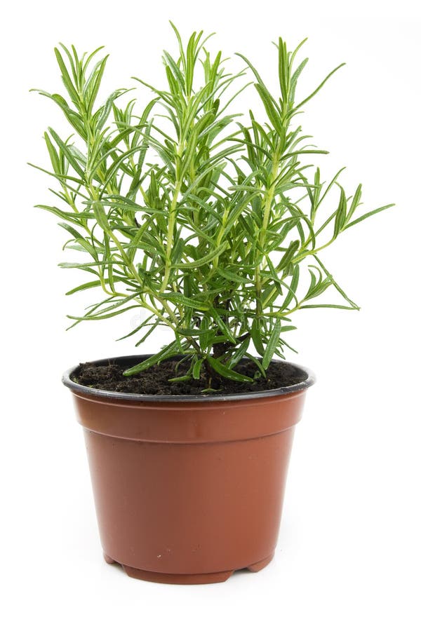 Potted rosemary plant stock image. Image of fragrant 33280823