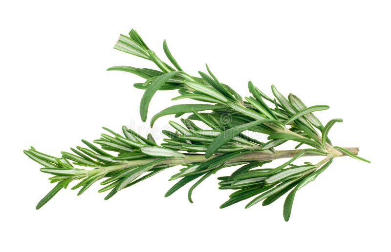 Rosemary stock photo. Image of medicine, close, background - 36440686