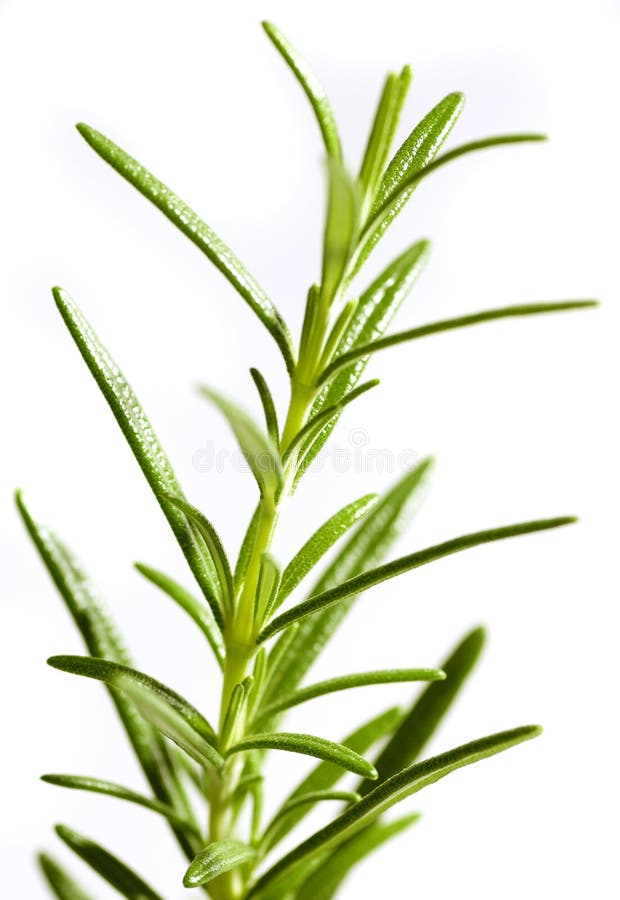 Fresh rosemary stock photo. Image of health, taste, needles 794838