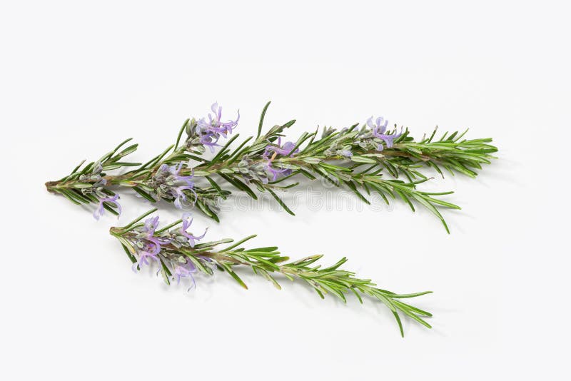 Fresh Rosemary Branch with Blooming Flowers Isolated Stock Photo ...