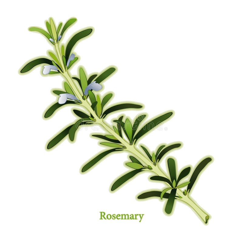 Fresh Rosemary Herb