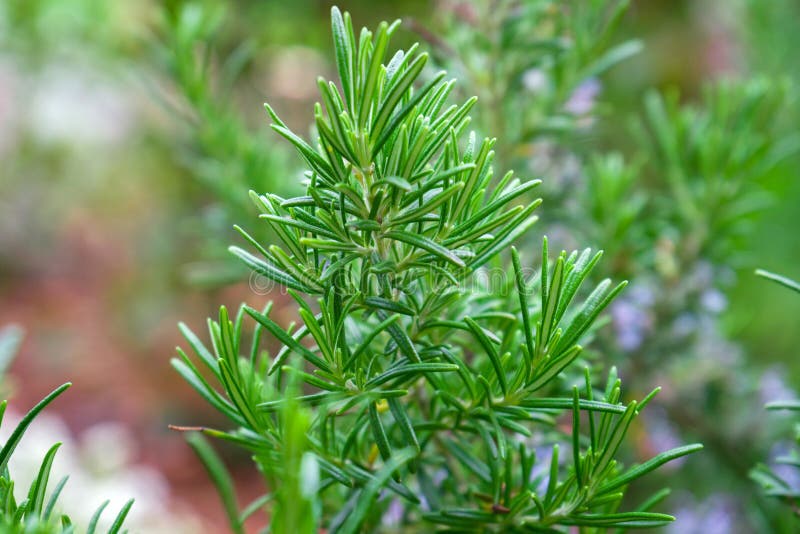 Fresh Rosemary Herb Bush Growing in Garden Stock Image Image of