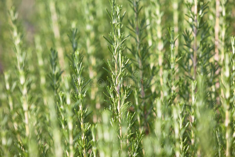 Fresh Rosemary Herb Growing Stock Photo Image of blur, healthy 60798314