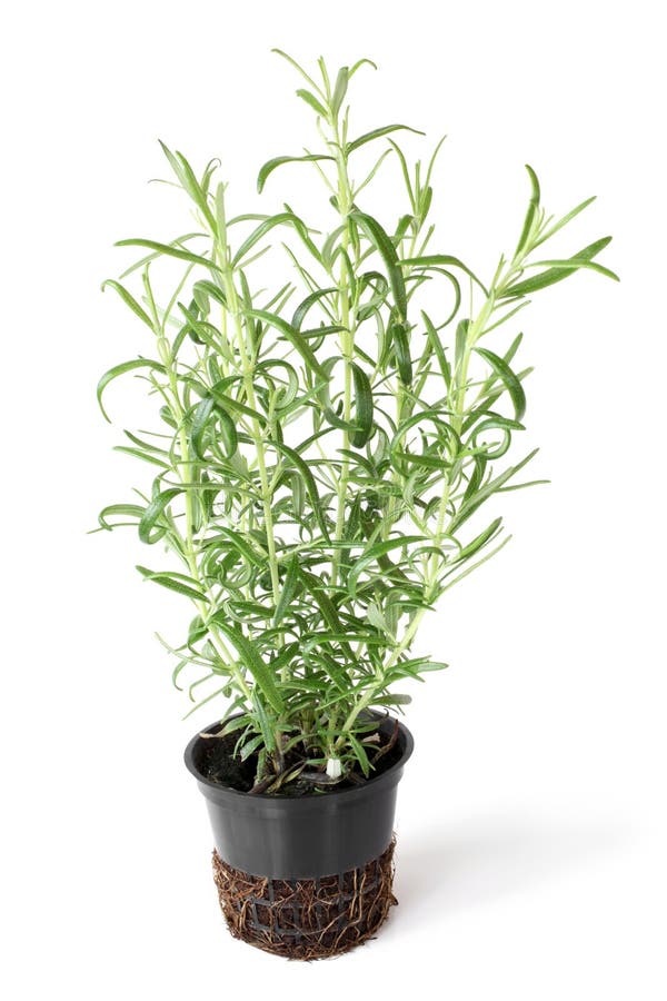 Fresh rosemary in pot stock photo. Image of design, decor 54771884