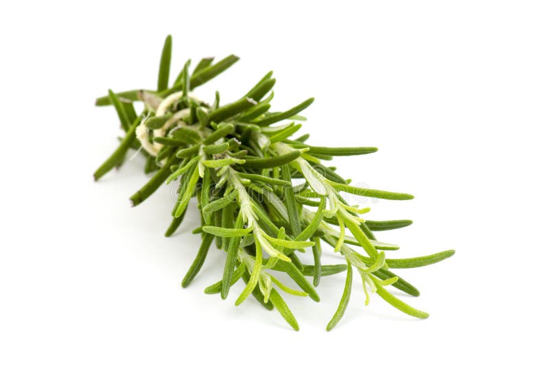 Fresh rosemary (Rosmarinus officinalis)