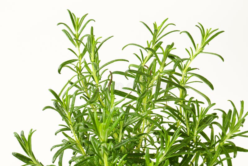 Rosemary sprigs stock image. Image of leaf, fresh, herb 16305393