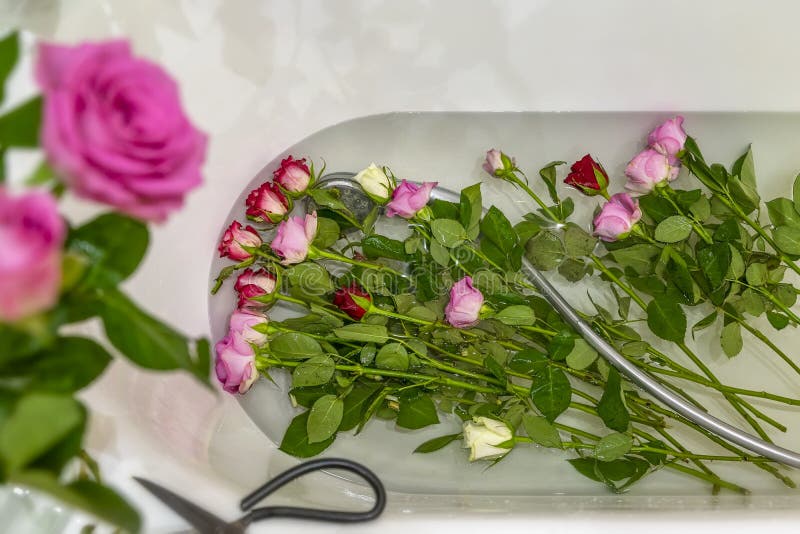 Fresh roses lying in the water of a home bath after shower. Home interior, taking care of flowers, indoor plants, growing. Fresh roses floating in the water of a royalty free stock images
