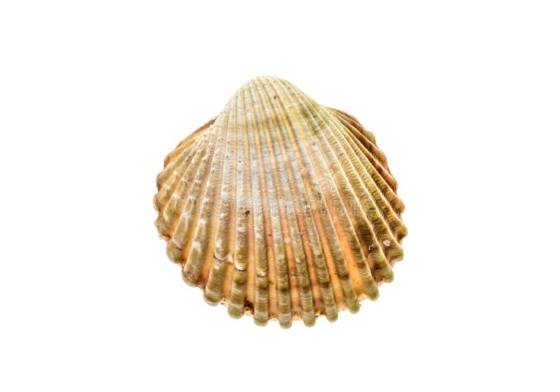 Fresh rough cockle Acanthocardia tuberculata shell isolat