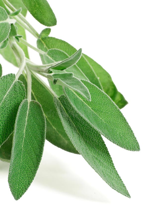 Sage and Lavender stock photo. Image of isolated, natural 13336172