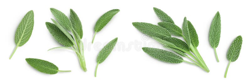 Fresh Sage Herb Isolated on White Background with Full Depth of Field