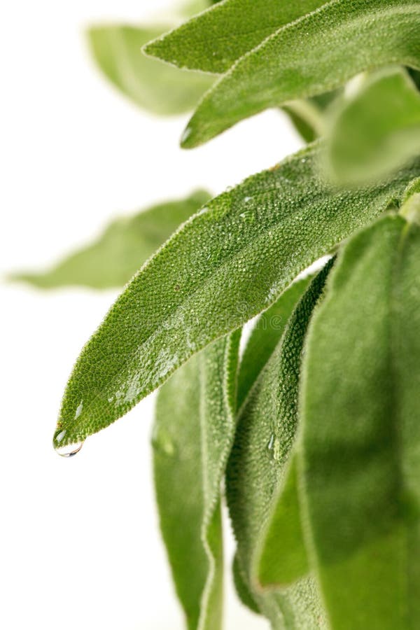Fresh sage leaves stock photo. Image of health, salvia 24006562