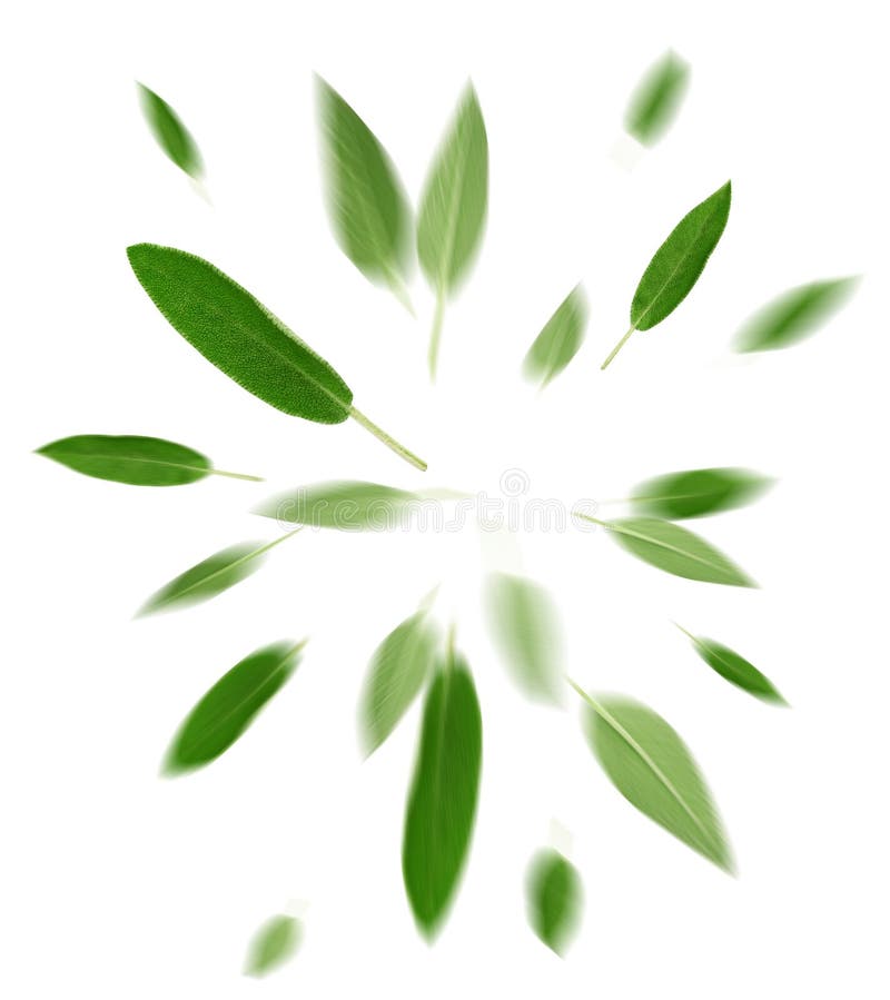 Fresh Sage Leaves Flying on White Background Stock Photo Image of