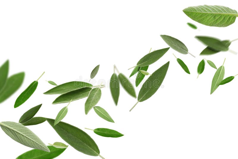 Fresh Sage Leaves Flying on White Background Stock Photo Image of