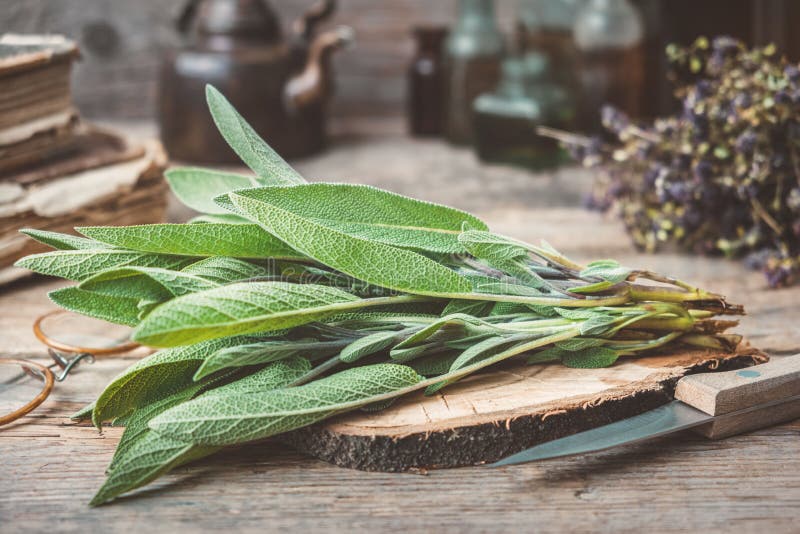 Fresh sage, medicinal herbs, books, tea kettle and glass bottles of essential oil and tincture.