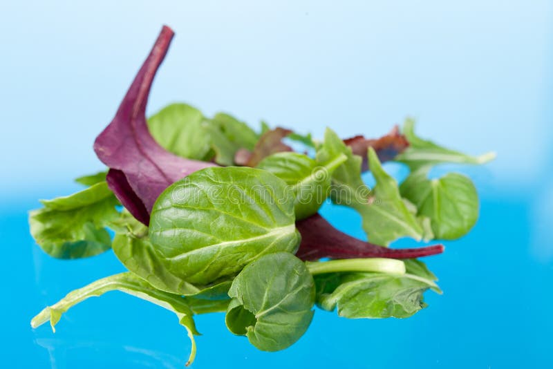 Fresh salad leaves stock image. Image of vegetable, lettuce 23487169