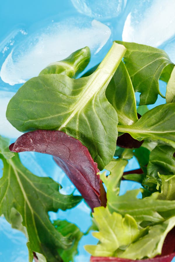 Fresh salad leaves stock image. Image of mangold, eruca 25196137
