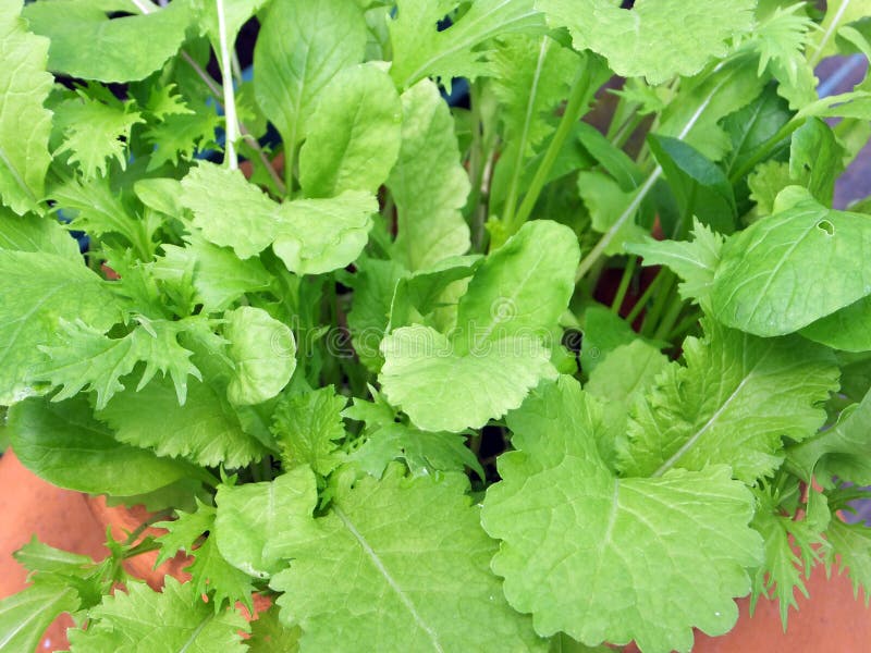 Fresh Salad Leaves Growing in a Pot Stock Photo Image of herb, green