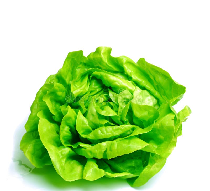 Fresh salad lettuce stock photo. Image of king, green 16280732