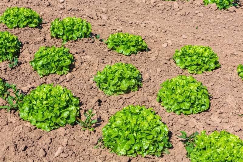 Fresh Salat Plants on the Field - Image of plant, field: 226337102