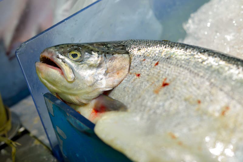 Fresh salmon fish stock photo. Image of prepared, retail - 45027618