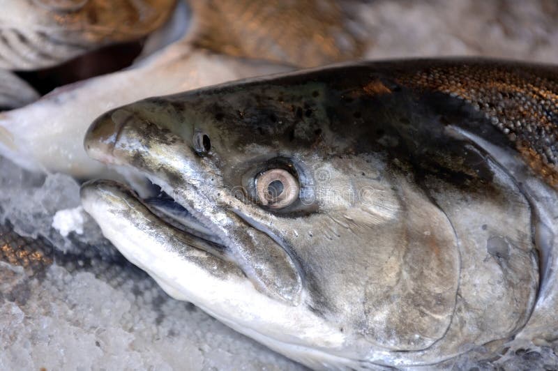 Fresh salmon on ice