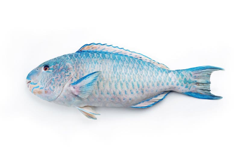 Fresh saltwater parrotfish on white background