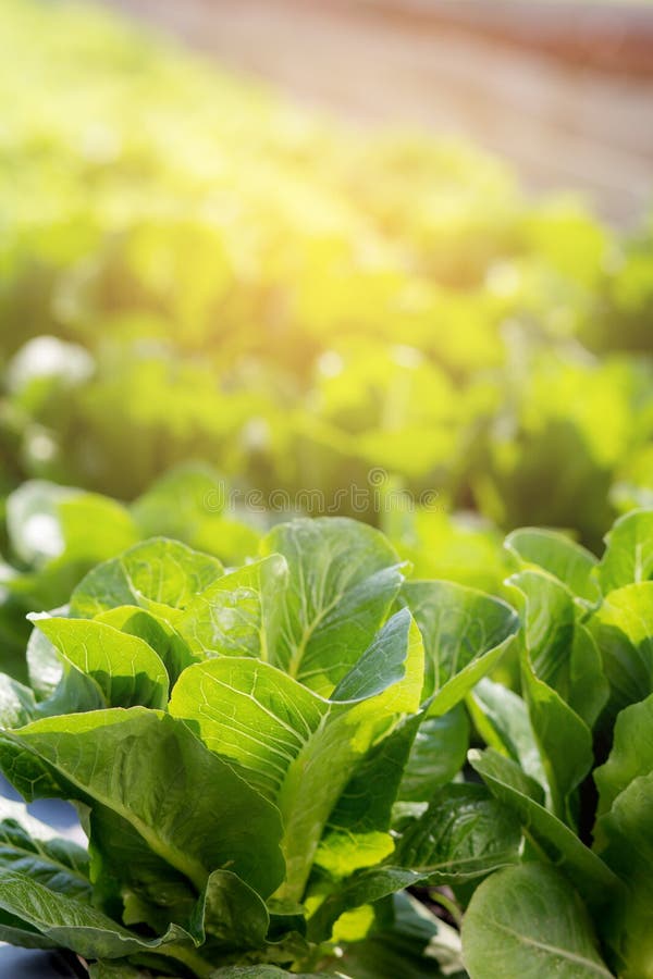 Fresh sapling of greenâ€‹ cos romaine lettuce organic farm in plantation, produce and cultivation agriculture