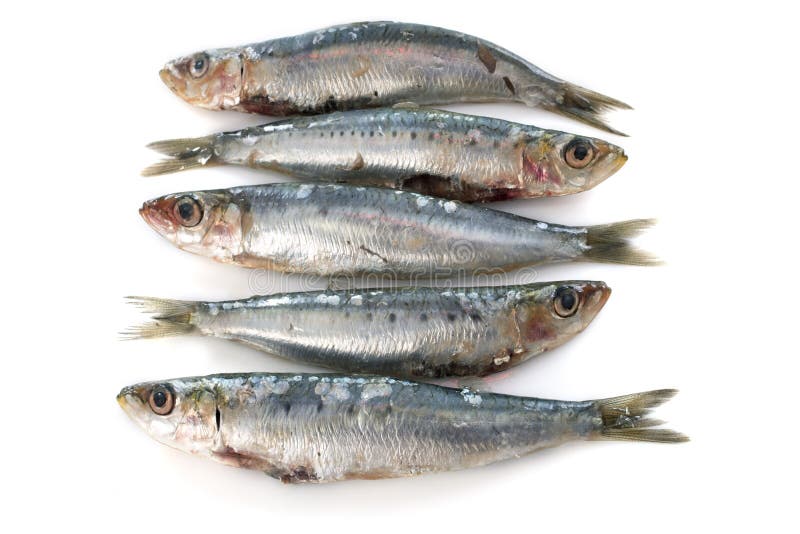 Fresh sardine fish stock image. Image of sardines, nice 18086703