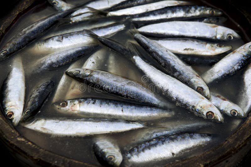 Fresh Sardines stock image. Image of side, oily, marine 13443617