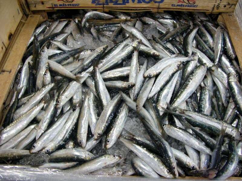 Fresh Sardines In Market Picture. Image 2601719