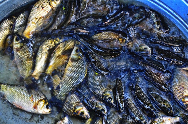 Live Sardines Stock Photos Free & RoyaltyFree Stock Photos from