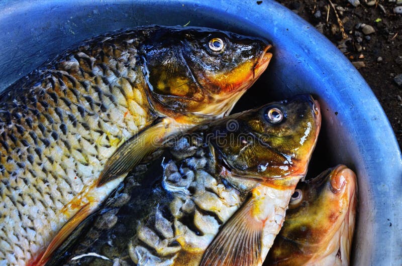 Live Sardines Stock Photos Free & RoyaltyFree Stock Photos from