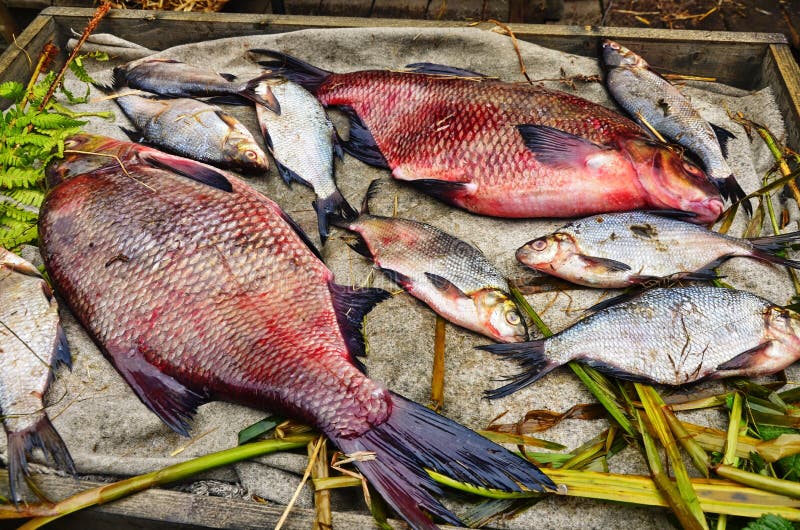 Live Sardines Stock Photos Free & RoyaltyFree Stock Photos from