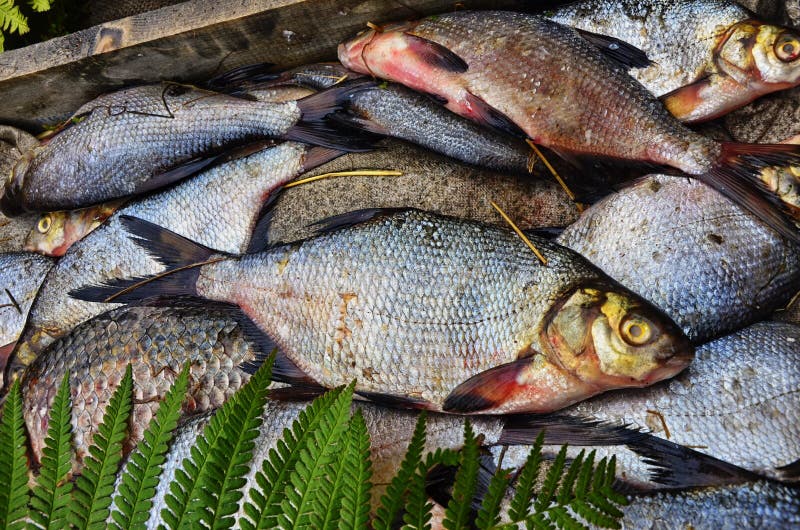 Live Sardines Stock Photos Free & RoyaltyFree Stock Photos from