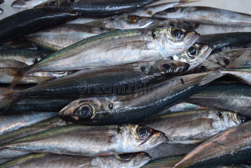 Fresh Sardines on the Fish Market Stock Photo Image of fishing, food