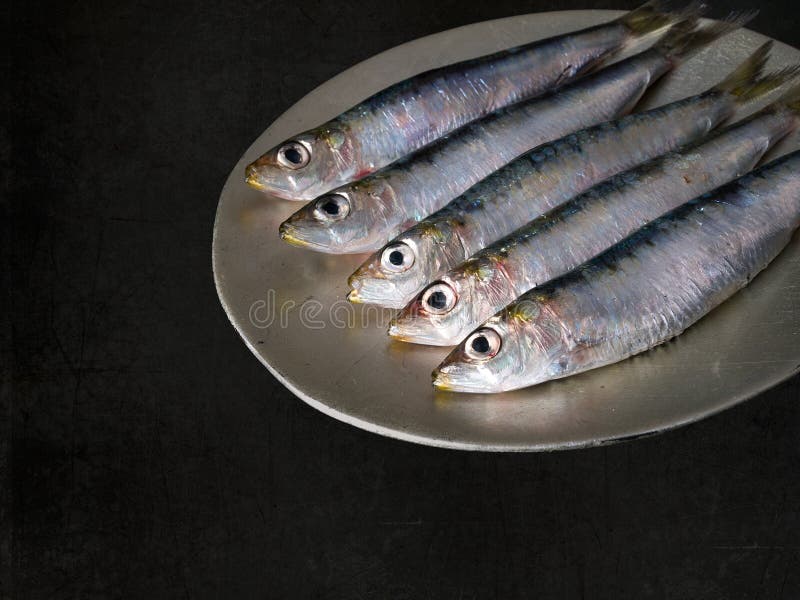 Fresh sardines stock photo. Image of heads, oily, pichards 60896242