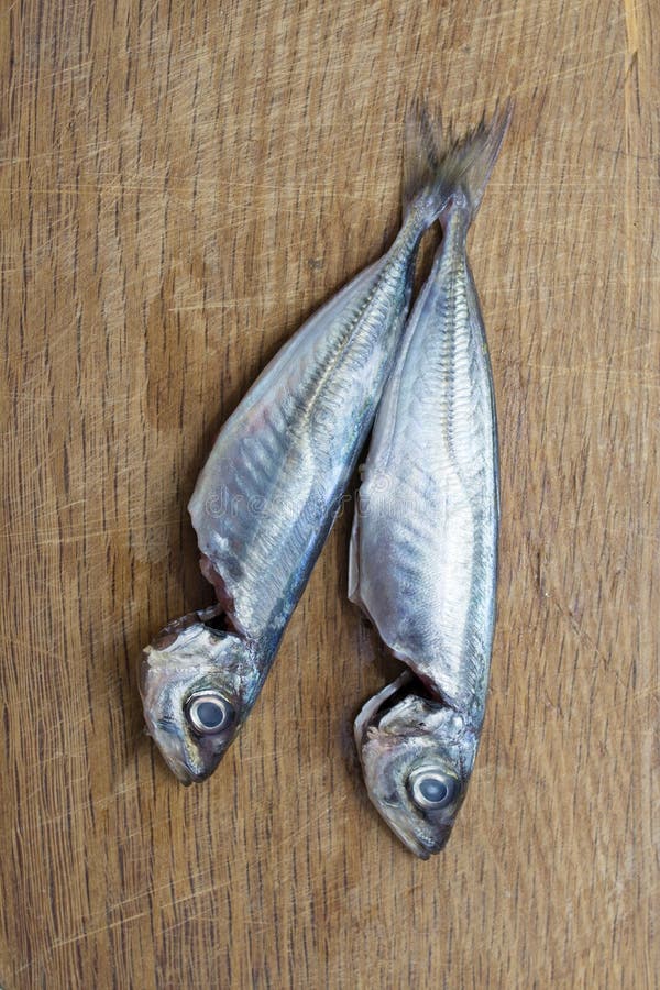 Fresh sardines or mackerel stock photo. Image of diet 116022776