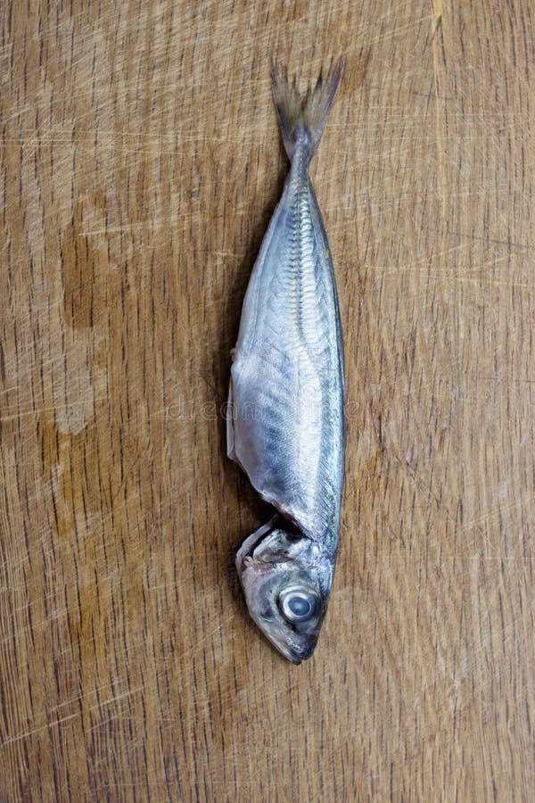 Fresh sardines or mackerel stock photo. Image of food 116022788
