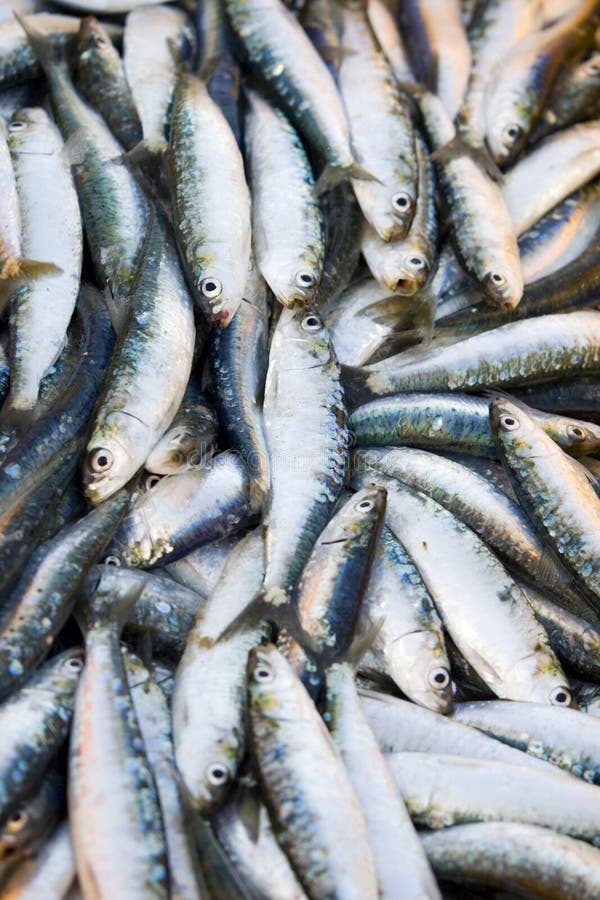 Fresh Sardines In Market Picture. Image 2601719