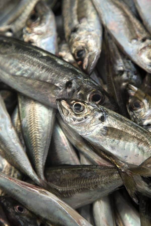 Fresh sardines stock image. Image of diet, eating, freshness 62251819