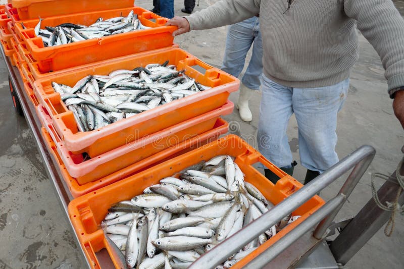 Fresh sardines in orange box