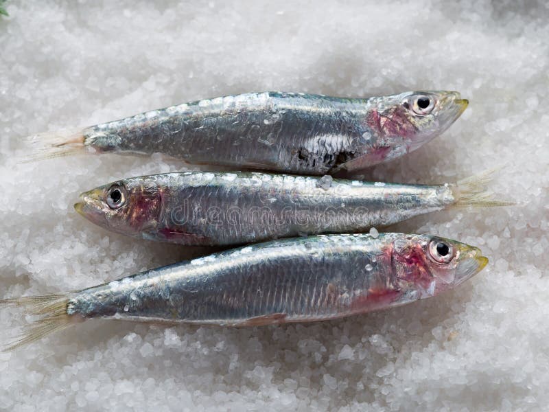 Fresh sardines over salt stock photo. Image of sardine 18971336