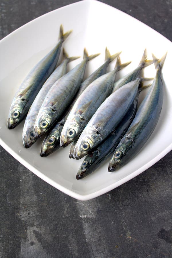 699 Mackerel Scad Stock Photos Free & RoyaltyFree Stock Photos from
