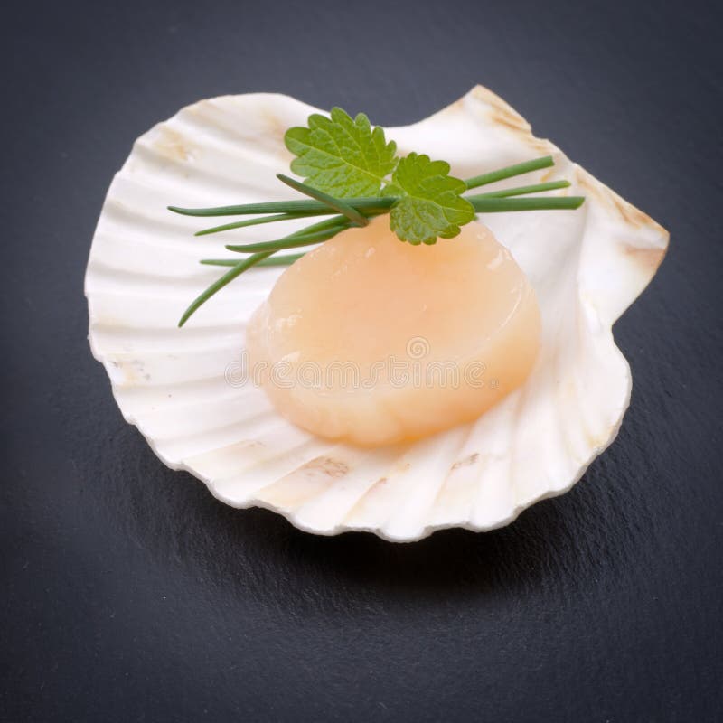 Fresh scallop stock image. Image of fixings, closeup 30140595