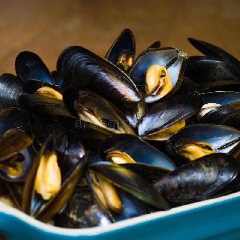 Fresh Scottish Mussels stock photo. Image of mollusk 92297138