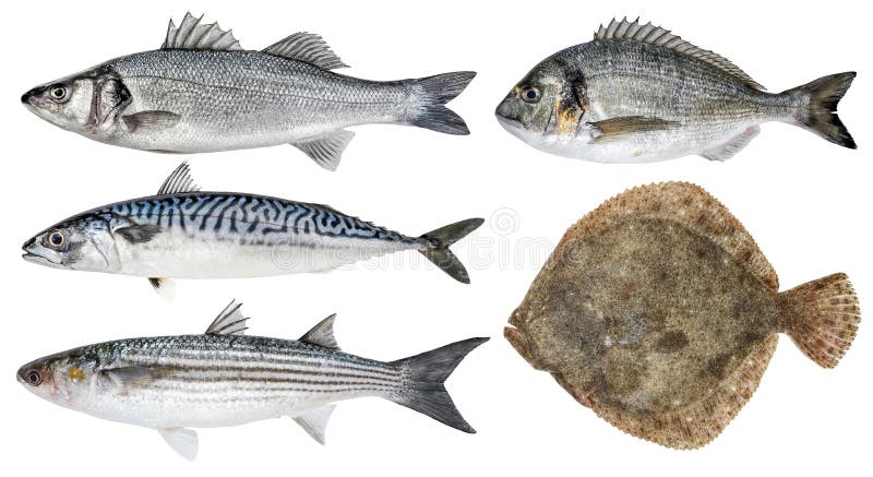 Fresh sea fish. Isolated set on a white background. Sea bass, dorado, mackerel, mullet, turbot stock photos Fresh sea fish. Isolated set on a white background. Sea bass, dorado, mackerel, mullet, turbot stock photos