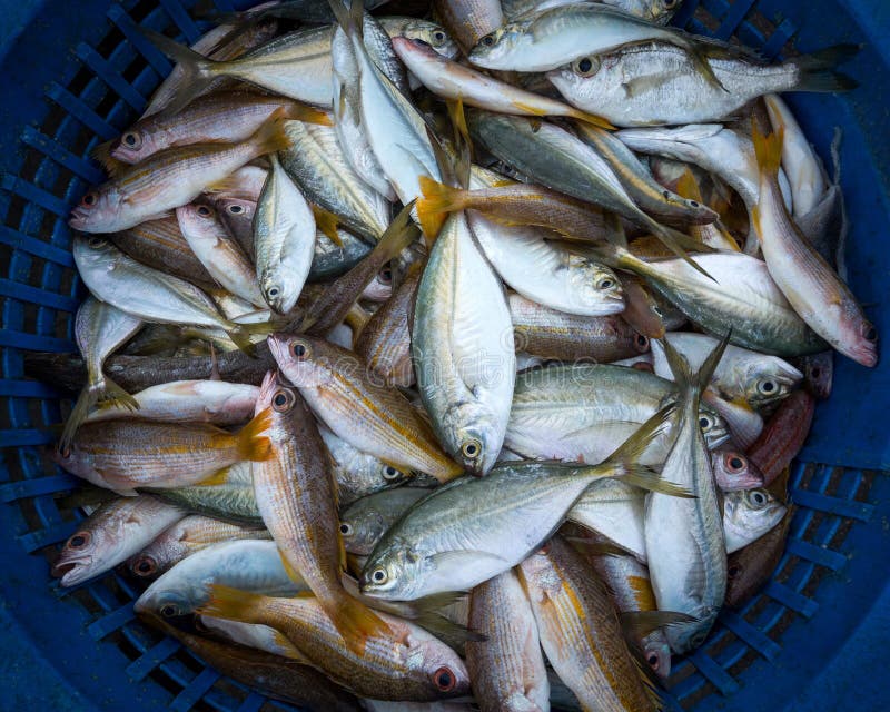 Fresh sea fish. stock image. Image of silver, catch 273924009