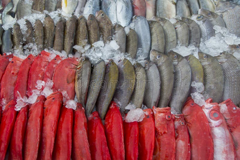 Fresh seafood stock photo. Image of heap, fishy, indian 37784114