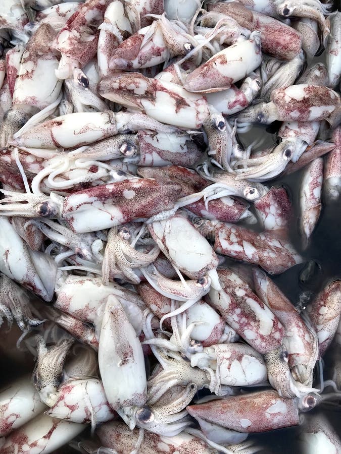 Fresh Seafood at the market. Phuket in Thailand stock photography Fresh Seafood at the market. Phuket in Thailand stock photography