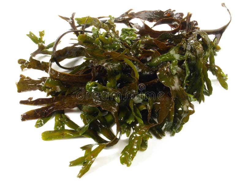 Fresh Seaweed Healthy Nutrition Stock Image Image of natural, diet